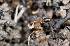Camponotus