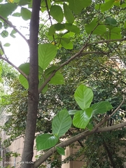 Neonauclea reticulata