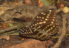 Lexias pardalis dirteana