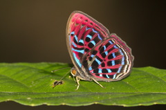 Paralaxita damajanti