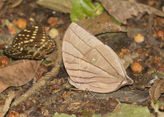 Amathuxidia amythaon