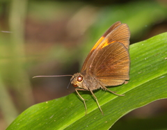 Ancistroides armatus