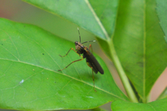 Spilomantis occipitalis