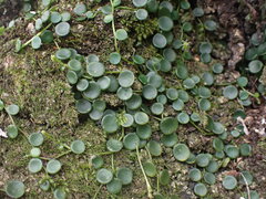 Peperomia bangroana