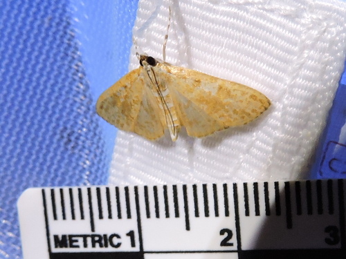 Freeman's Palpita Moth photo 3