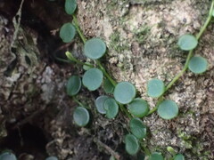 Peperomia bangroana