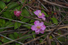 Melastoma dodecandrum