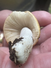 Russula risigallina
