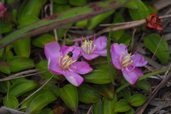 Melastoma dodecandrum