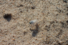 Acrosathe annulata