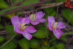 Melastoma dodecandrum