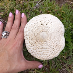 Macrolepiota zeyheri