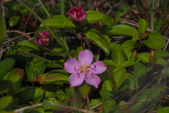 Melastoma dodecandrum
