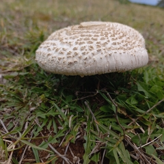 Macrolepiota zeyheri