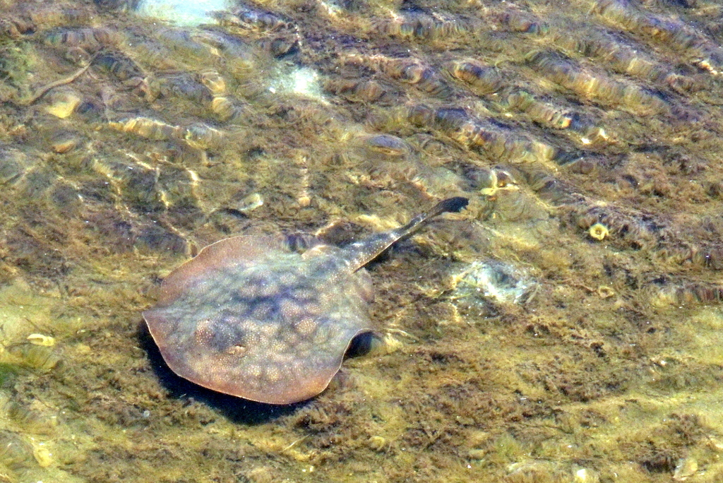 Round stingray (Urolophus halleri) — Urolophidae
