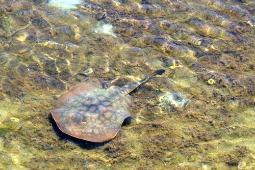 Round stingray (Urolophus halleri) — Urolophidae