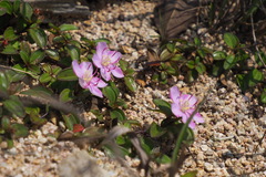 Melastoma dodecandrum