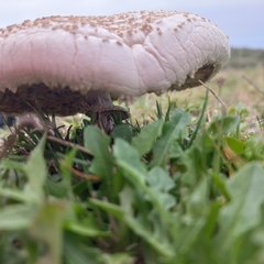 Macrolepiota zeyheri