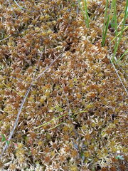 Sphagnum balticum