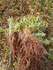 Sphagnum balticum