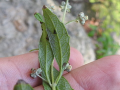 Buddleja racemosa