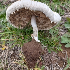 Macrolepiota zeyheri