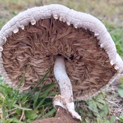 Macrolepiota zeyheri