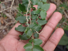 Dovyalis rhamnoides