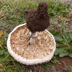 Macrolepiota zeyheri