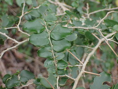 Dovyalis rhamnoides