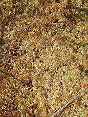 Sphagnum balticum