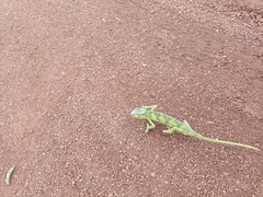Chamaeleo gracilis