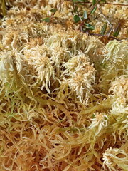 Sphagnum balticum