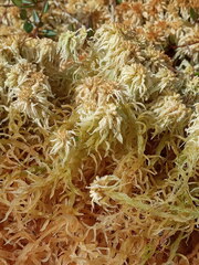 Sphagnum balticum