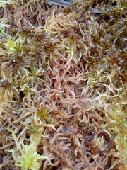 Sphagnum pulchrum