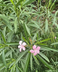 Nerium oleander