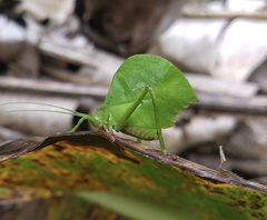 Typophyllum mortuifolium