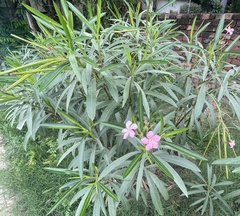 Nerium oleander