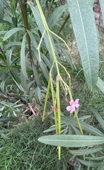 Nerium oleander