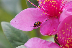 Cryptocephalus trifasciatus