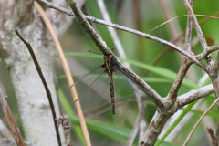 Acheron longus