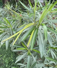 Nerium oleander