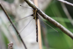 Acheron longus
