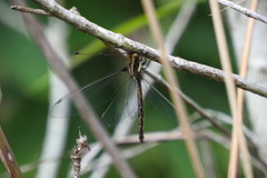 Acheron longus