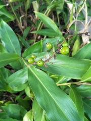 Alpinia intermedia