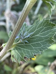 Eryngium planum