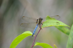 Orthetrum luzonicum