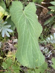 Eryngium planum