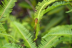 Orthetrum luzonicum