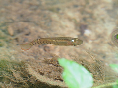 Aplocheilus lineatus